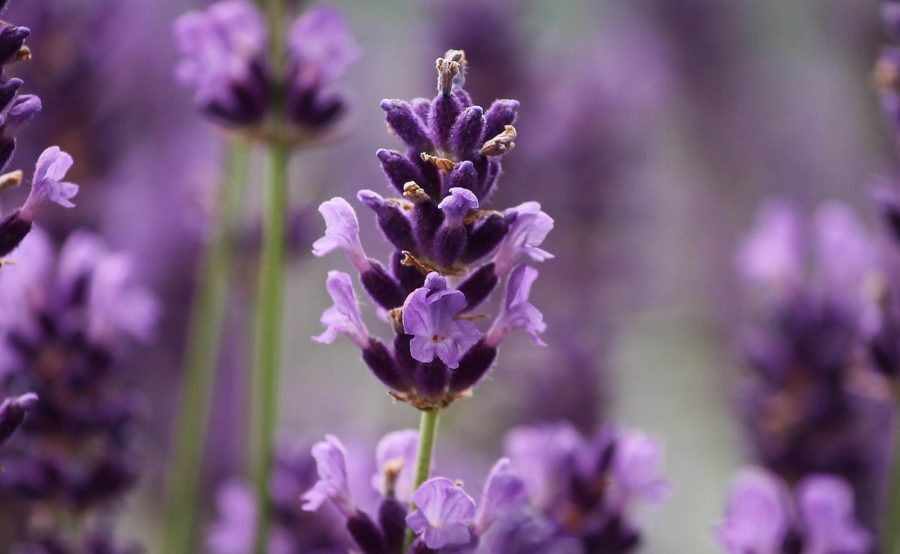 Distillazione Lavanda 